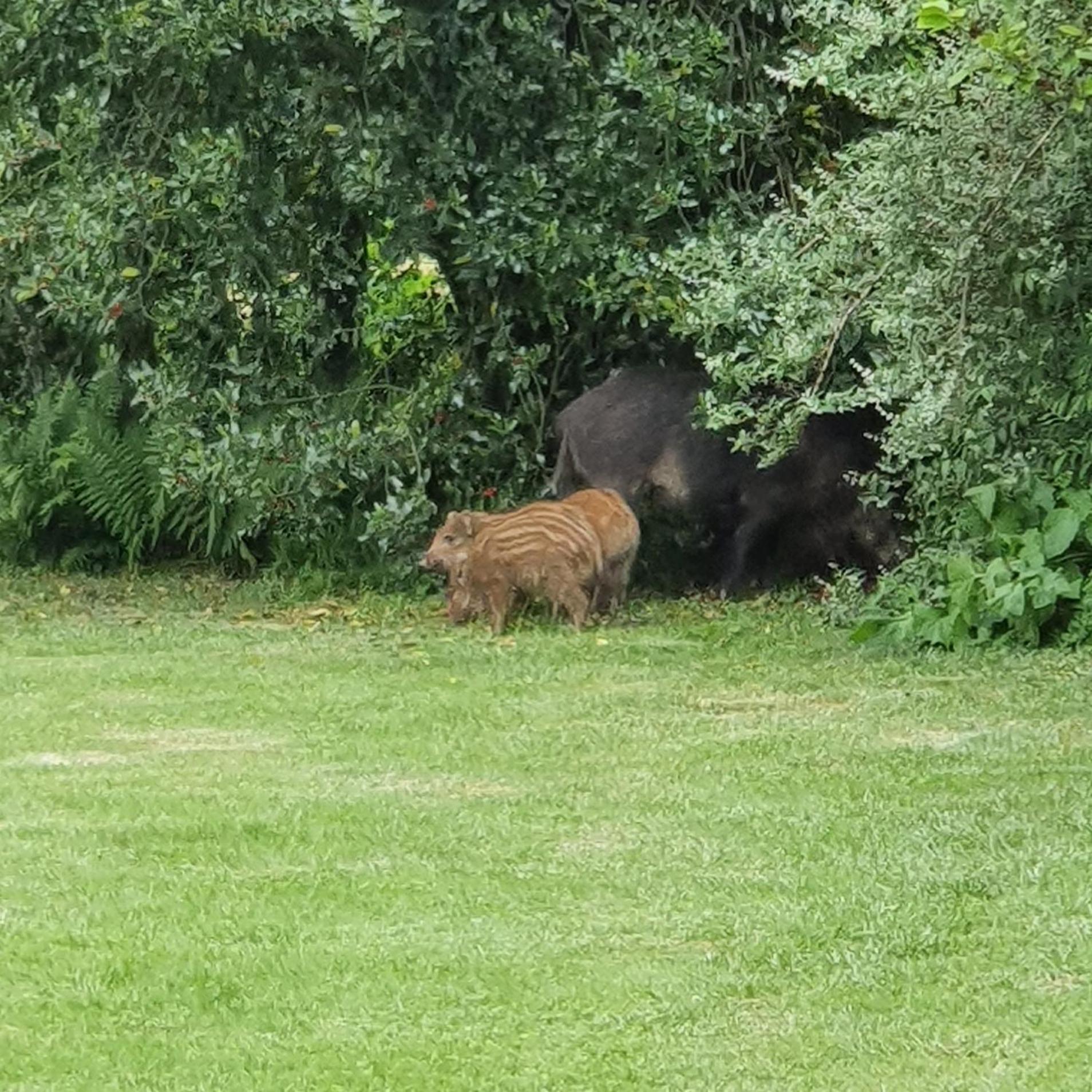 La Jonquette Aparthotel Francheval Bagian luar foto